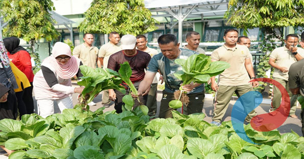 Permalink ke Brigjen TNI Terry Tresna dan Ketua Persit KCK Koorcab Rem 084 Panen Sayuran